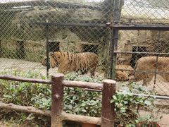 -海南热带野生动植物园