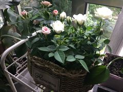 -双季花艺园艺市场(浦东店)