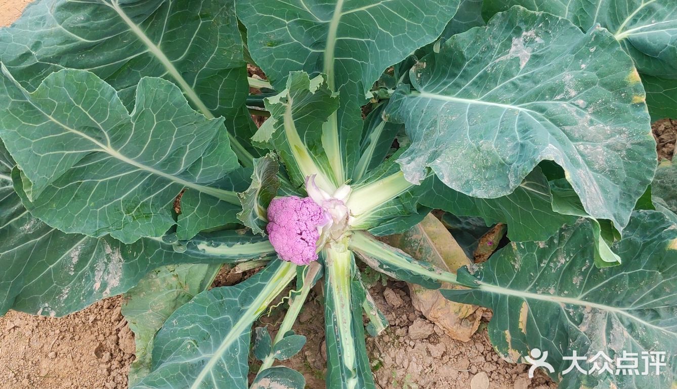 週末開小鵬去挖菜,紫色的西蘭花你見過嗎?