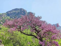 -灵山岛风景区