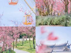 -洪湖湿地生态园