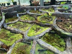 -国家植物园南园