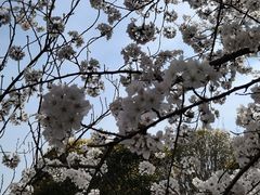 -高东镇樱花园