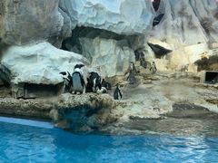 -帝企鹅自助餐厅•儿童岛•真企鹅(长隆企鹅酒店)