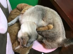 -李小姐の猫咖啡馆(五角场店)