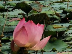 -福建鲤鱼洲酒店