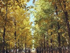 -汉景帝阳陵博物院