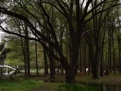 -上海共青森林公园