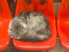 -猫咪博物馆(顶澳仔猫街店)