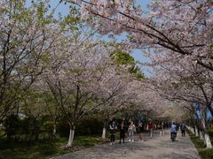 -高东镇樱花园