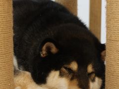 -柴迷FANS CLUB·柴犬狗咖·猫咖
