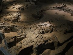 -自贡恐龙博物馆