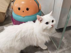 -楼上猫咖(罗湖店)
