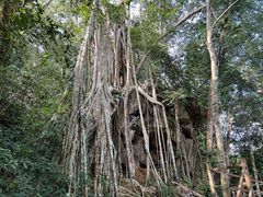 -中国科学院西双版纳热带植物园