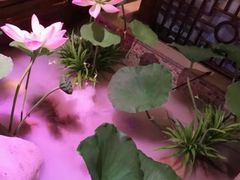 -韵秋荷(宝山龙湖天街店)