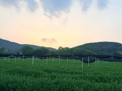 -中国茶叶博物馆(双峰馆区)