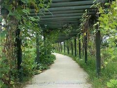 -杭州湾海上花田景区