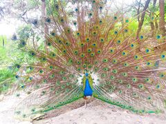 -燕塞湖鸟语林景区