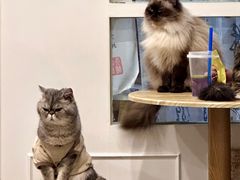 -楼上猫咖(罗湖店)