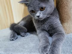 -欧奕国际动物医院