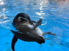 -帝企鹅自助餐厅•儿童岛•真企鹅(长隆企鹅酒店)