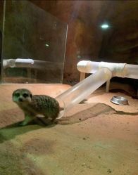 -酷嗒动物文化乐园(cutezoo西溪乐天城店)