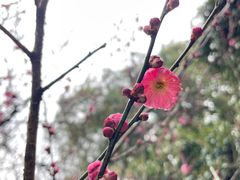 -慧因高丽寺