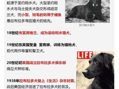 -宠爱多约克夏马尔济斯泰迪小型犬专卖