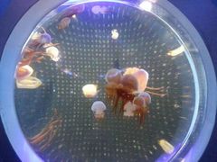 -泉城欧乐堡海洋极地世界