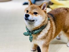 -逗柴咖啡屋·狗咖猫咖宠物桌游