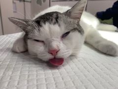 -佳雯宠物医院(四明中路分院)