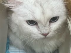 -四月宠物医院·猫专科·心脏专科·内科(转塘店)