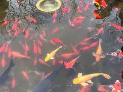 -合肥滨湖国家森林公园