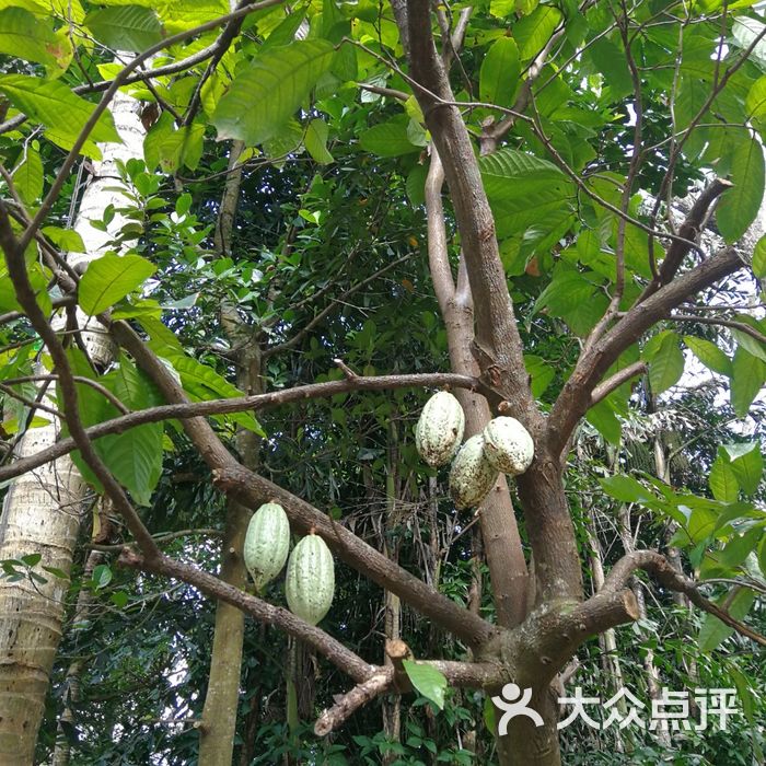 兴隆南国热带雨林游览区图片