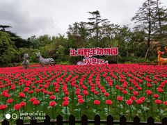 -上海野生动物园