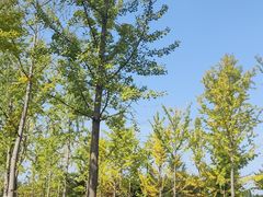 -汉长安城未央宫国家考古遗址公园