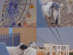 -巨鹏飞梦幻海岸