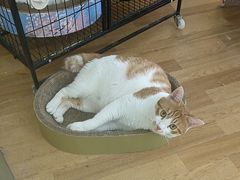 -瑞派申生动物医院·24H夜诊·国际动物医疗中心·骨外科(吴中路店)