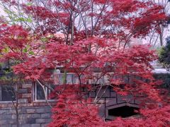 -信号山公园
