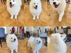 -Let's go狗咖·猫咖·奶狗·桌游(春熙路IFS店)