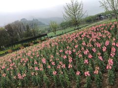-径山花海