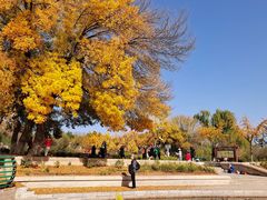 -石家庄市植物园