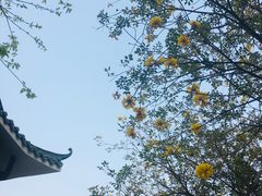 -王借岗森林公园