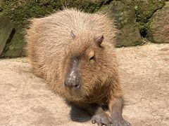 -中国大熊猫保护研究中心雅安碧峰峡基地