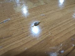 -陈有良尖椒鸡(渝中旗舰店)