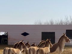 -青藏高原野生动物园