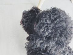 -蜜蜂小象·榴莲千层蛋糕(时代汇11栋店)