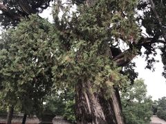 -黄帝陵