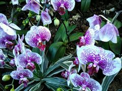 android_upload_pic-沈阳植物园