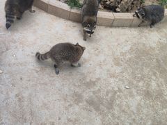 -石家庄市动物园